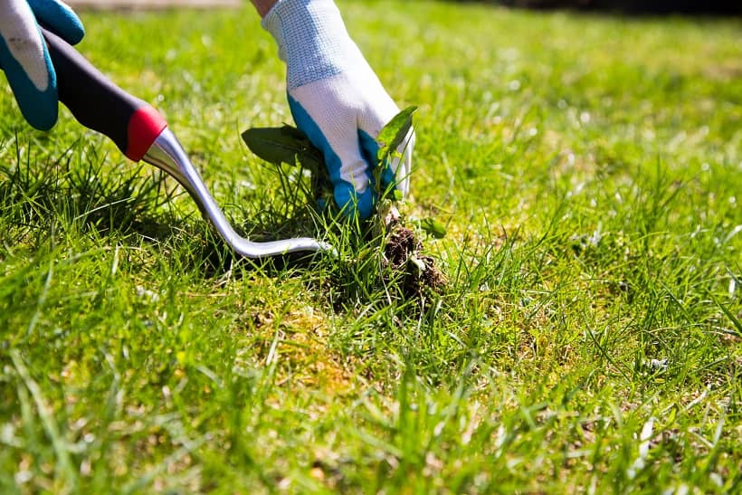 how to clear a yard full of weeds