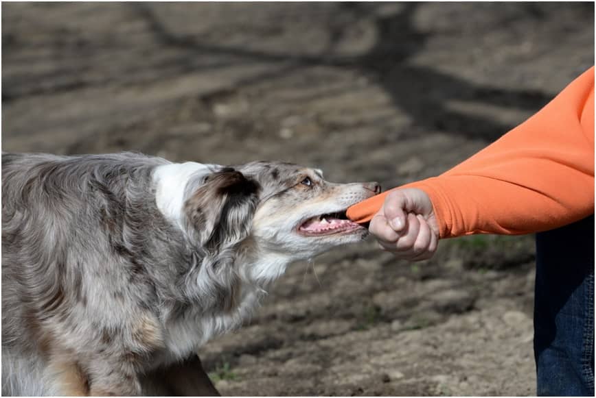 Dog Bite Lawyer