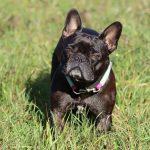 french bulldog care