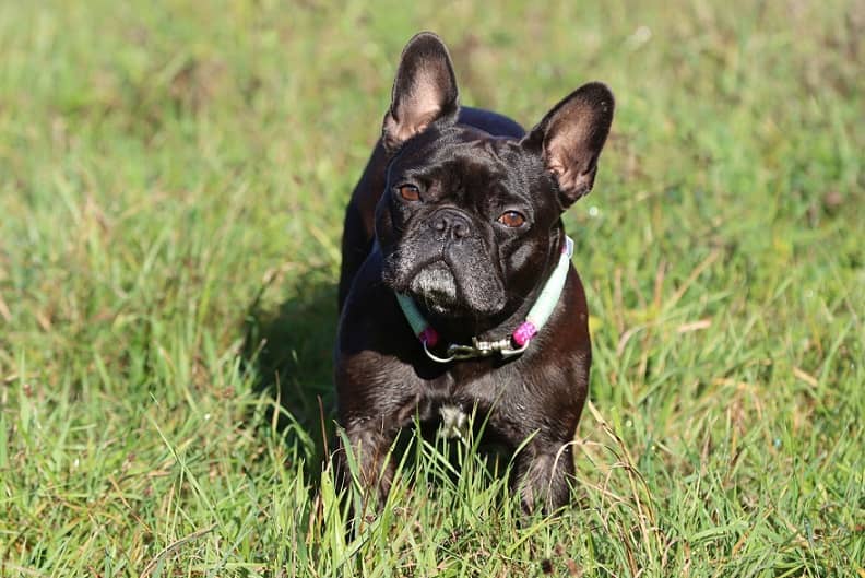 french bulldog care