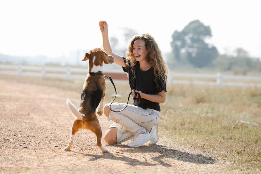 training a dog