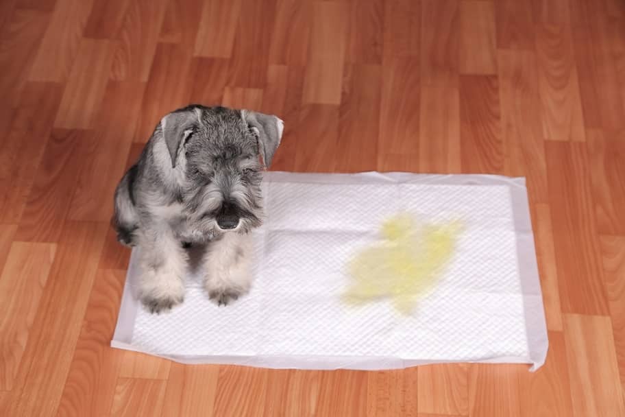 puppy potty training