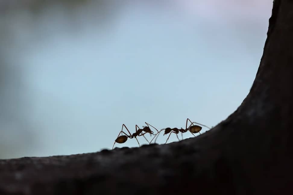 types of ants in Florida