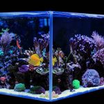 aquarium supplies