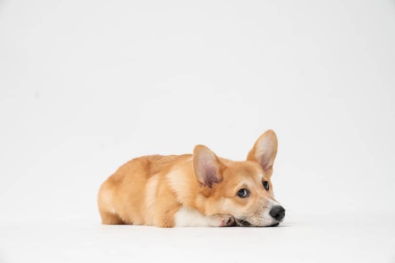 Ingredients in Pet Food