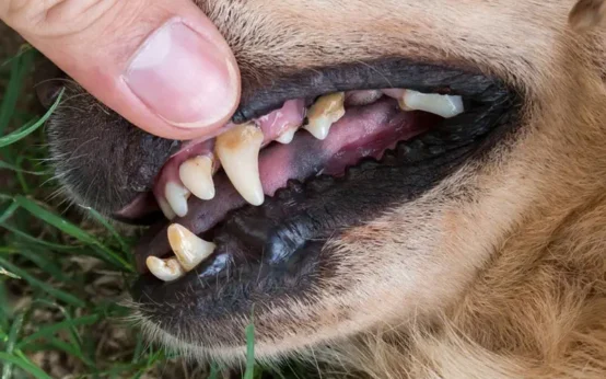Dog and its teeth