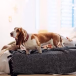 Dog Boarding