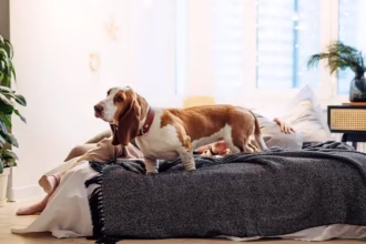 Dog Boarding