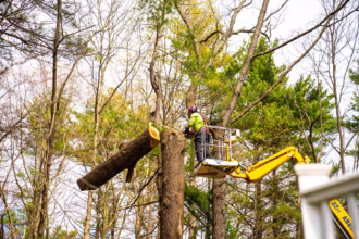 Tree Trimming Services