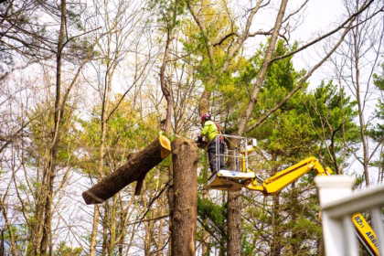 Tree Trimming Services